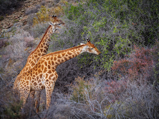 South African giraffe or Cape giraffe (Giraffa camelopardalis giraffa) browsing (feeding). Karoo, Western Cape, South Africa.