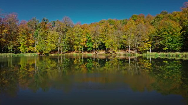 Aerial drone zoom out of autumn forest trees near Gosh Lake in Armenia under bright blue sky. Colourful forest and water of Lake Sevan in armenian mountains in sunny day