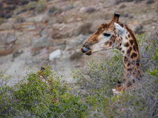 South African giraffe or Cape giraffe (Giraffa camelopardalis giraffa). Karoo, Western Cape, South Africa.