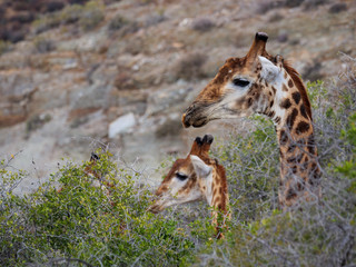 South African giraffe or Cape giraffe (Giraffa camelopardalis giraffa). Karoo, Western Cape, South...