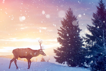 Lonely noble deer in winter fairy forest against sunrise.