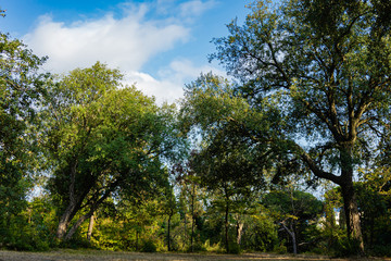Quercus suberes, commonly called cork oaks, which are medium-sized evergreens in Quercus section on edge of large meadow in Massandra Park in Crimea. Nature concept for design.