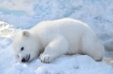 polar bear in snow