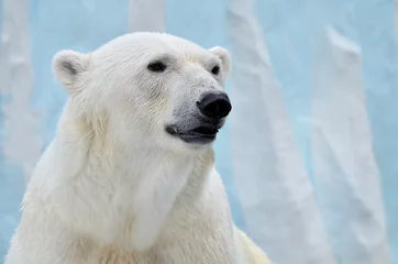 Wandaufkleber Eisbär © elizalebedewa