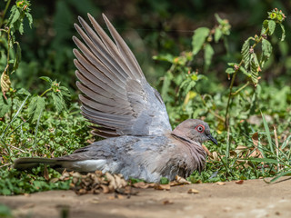 This dove was streching her muscles on a very very hot midday. Lake Baringo, Kenya.