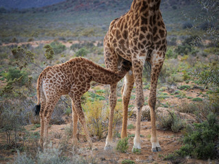 South African giraffe or Cape giraffe (Giraffa camelopardalis giraffa) female suckling a juvenile. Karoo, Western Cape, South Africa.