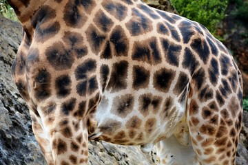the chest of a giraffe
