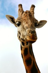 a tall giraffe in the zoo