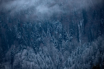 Frozen winter forest in the fog. Carpathian, Romania.
