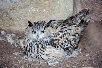 Eagle owl . This is one of the largest owls. Despite its size, it flies fast enough and is able to catch up with a crow in flight. At the same time, the maximum speed of an owl can develop from the fi