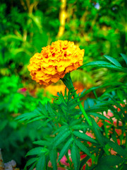 yellow flower on green background