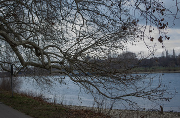 Obraz premium tree branches in a park