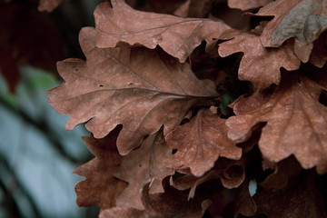 Tree leafs macro close up