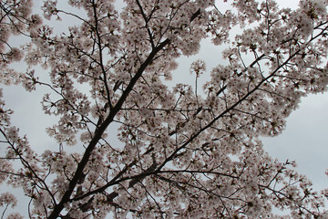 blooming cherry trees in a park in kyoto in japan