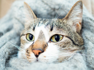 マフラーにくるまった猫