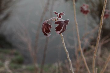 frozen red leaves