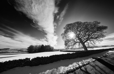 A black and white image of silhouetted bare tree in winter with snow covered fields and a bright blue sky. Buckshott Fell near Blanchland and Edmundbyers, England, UK.