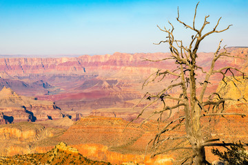 Panorama toter Baum am Grand Canyon National Park 