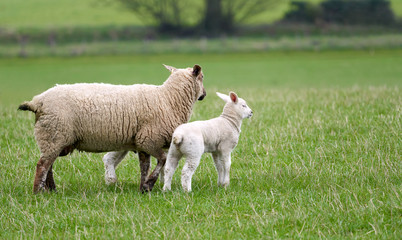 Two young lambs with the Ewe, mother Sheep in a green grass field on a farm in spring. England, UK.