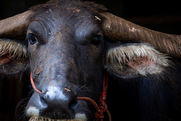 Swamp buffalo in Thailand use for work in agriculture and buffalo meat industry. Domestic water buffalo in Southeast Asia. Domestic animal for tilling rice fields. Buffalo conservation concept.