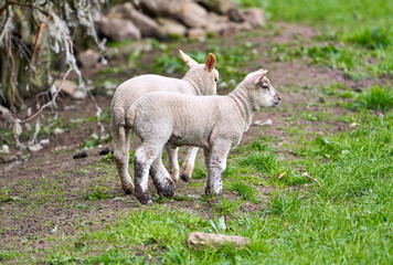 Naklejka na ściany i meble A young spring newborn lamb in a green grass field of a farm in the UK.