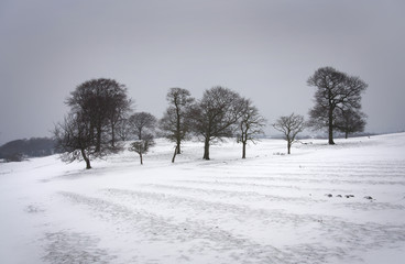 Bare trees surrounded by snow covered farmland on a grey, overcast winters day in England, UK.