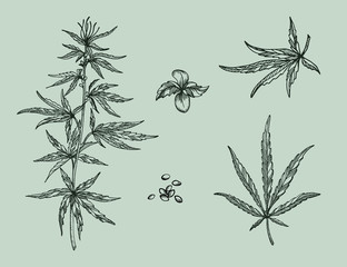 Set of  leaves, branch and seeds of Hemp plant. Organic product. Ink sketch of cannabis. Hand drawn graphic design. Vector illustration.