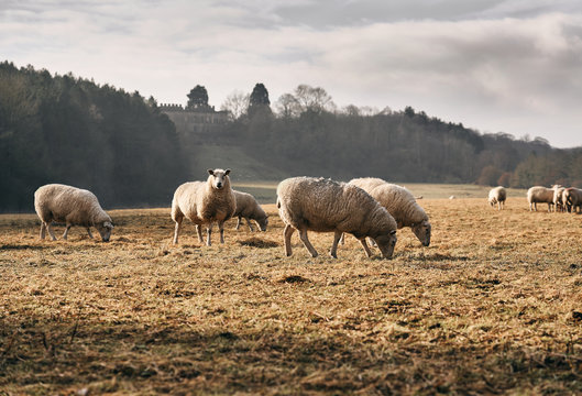 A flock of sheep grazing on farmland in autumn, England, UK.