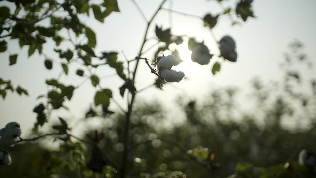 Organic cotton crop farm, early morning sunrise flares around ripe cotton bud. Beautiful depth of field, bud as focus, filmed in slo-motion 200fps