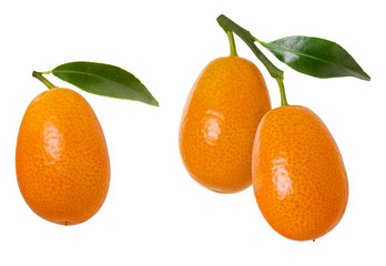 Group of orange ripe kumquat fruit on branch with green leaves isolated on white background - obrazy, fototapety, plakaty