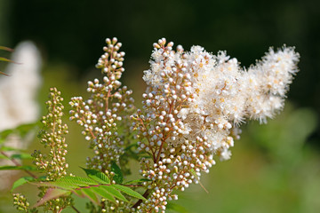Blühende Prachtspiere, Astilbe, in weiß