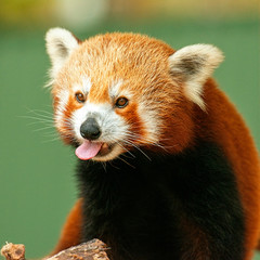 Obraz premium Red Panda in nature during the daytime