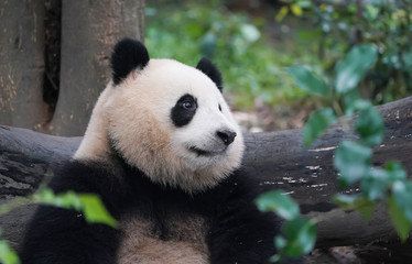Giant panda eating bamboo,Wild Animals.