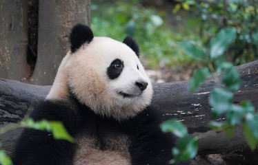 Obraz na płótnie Canvas Giant panda eating bamboo,Wild Animals.