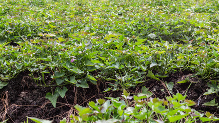 young plants in the garden