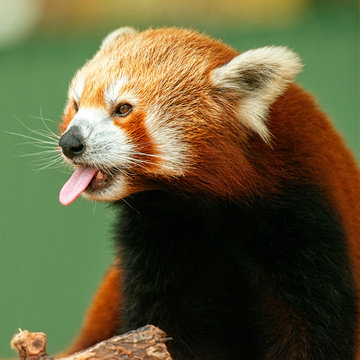 รูปภาพAiluridae เลือกดูภาพถ่ายสต็อก เวกเตอร์ และวิดีโอ733 Adobe Stock