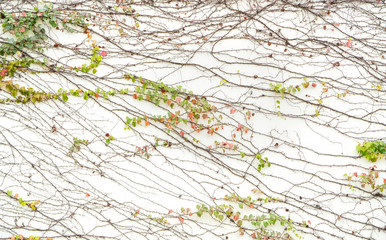 Obraz na płótnie Canvas ivy isolated on a white background.