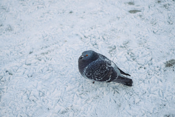 pigeon in the snow