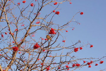 branch of tree with red berries on background of blue sky