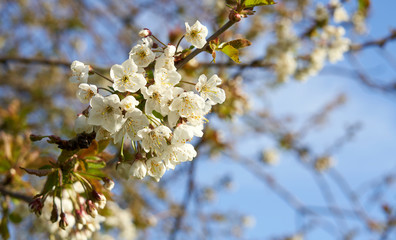 A closeup of white cherry blossom flowers on a tree in springtime with a sunny spring blurred background.