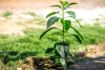 A blurred abstract background of a green chili tree that grows naturally in a humid area, close to...