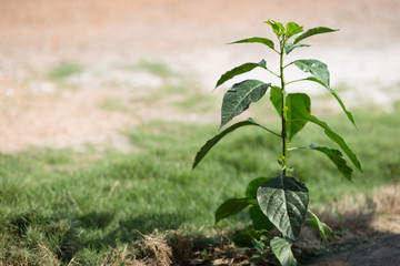 A blurred abstract background of a green chili tree that grows naturally in a humid area, close to a rural dishwasher or cultivated in a plot for expansion