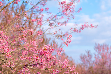 Fototapeta na wymiar Branch of beautiful wild Himalayan cherry blossom in daylight.Thailand.