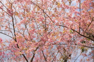 Pink garden (full bloom cherry blossom).