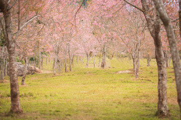 Pink garden (full bloom cherry blossom).