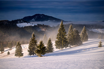 Fototapeta na wymiar Winter forest in the Carpathians, Romania.