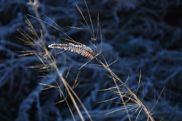 frost on vegetation