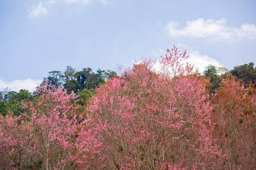 Pink garden (full bloom cherry blossom).