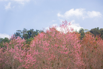 Pink garden (full bloom cherry blossom).