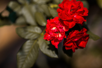 The blurred abstract background of bright red roses, often planted in gardens or decorated in restaurants for beauty.